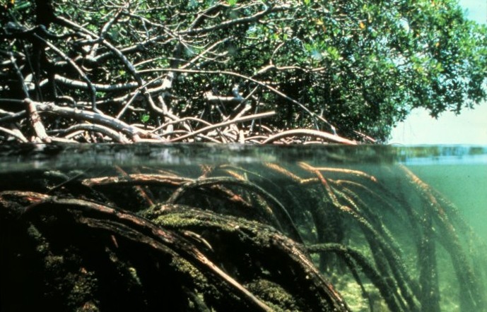 Mangroves.jpg