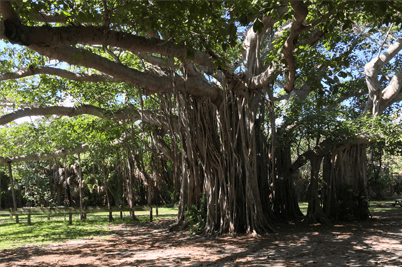 banyan-tree.png