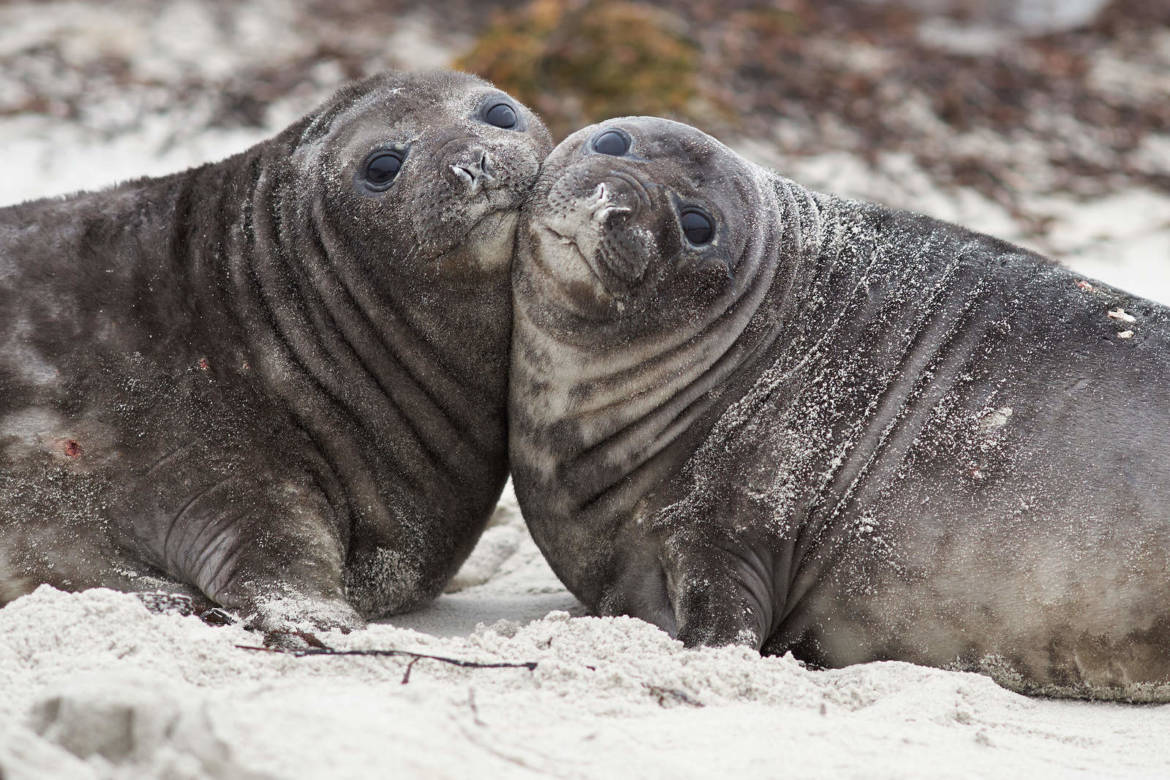 Seal-Pups.jpg